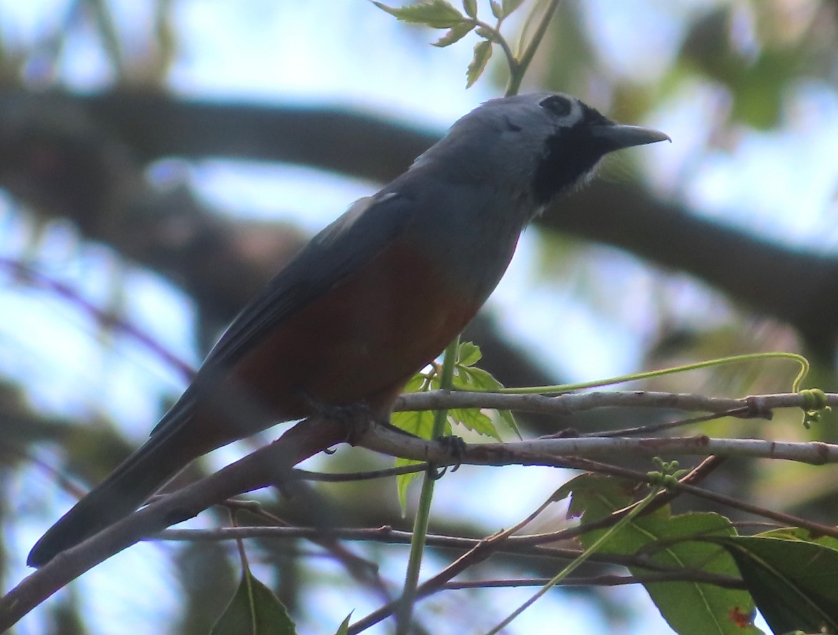 Black-faced Monarch - ML624246308