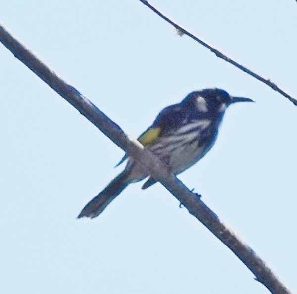 New Holland Honeyeater - ML624246330