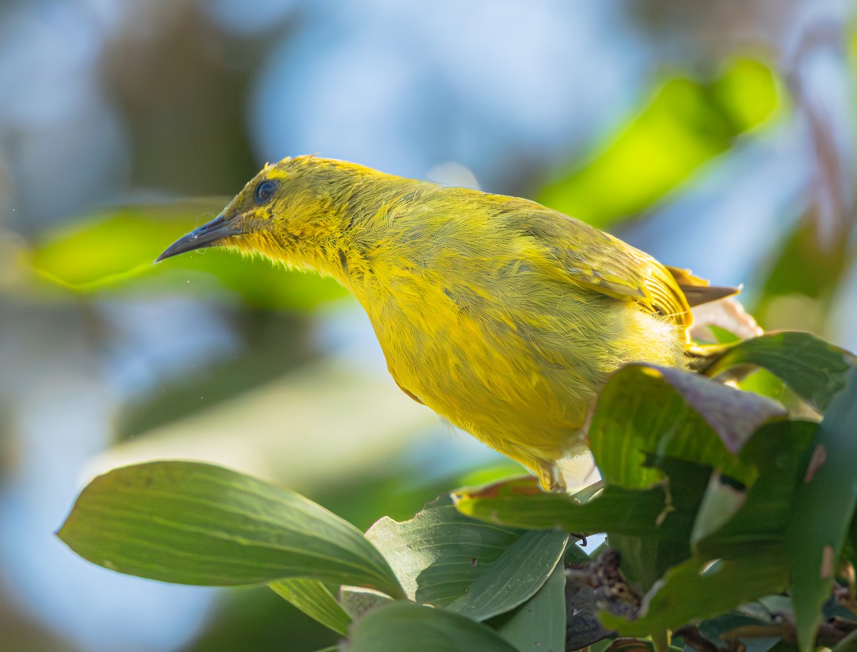 Yellow Honeyeater - ML624246336