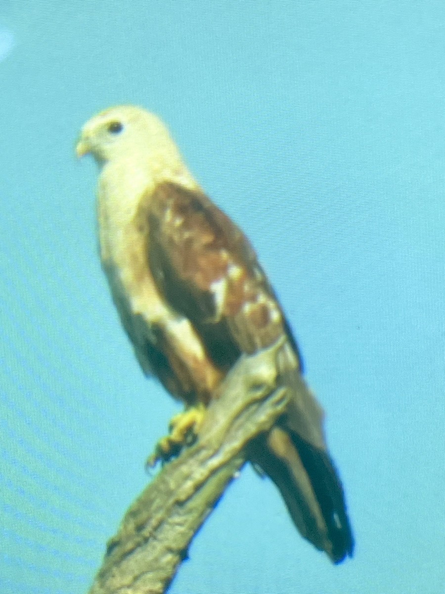 Brahminy Kite - Gail Gibson