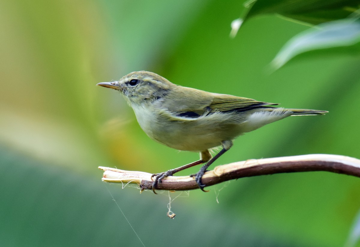 Greenish Warbler - ML624246360