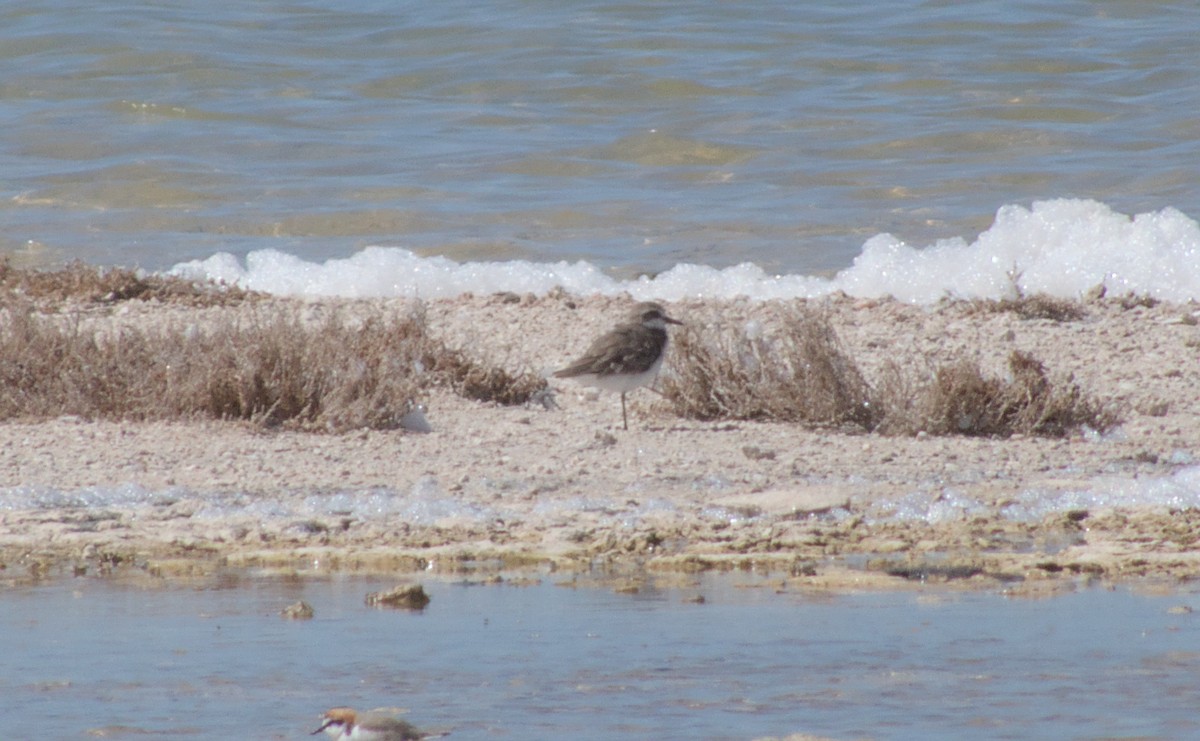 Siberian Sand-Plover - adam graham