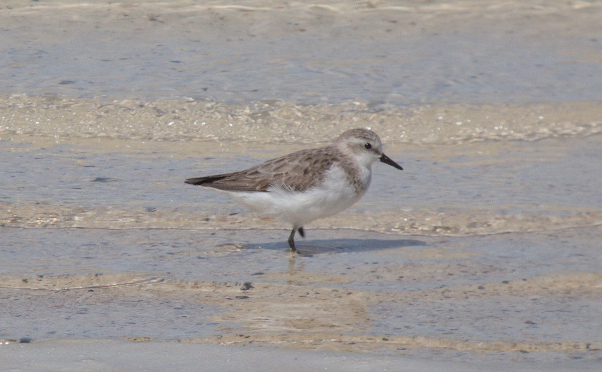 Red-necked Stint - adam graham