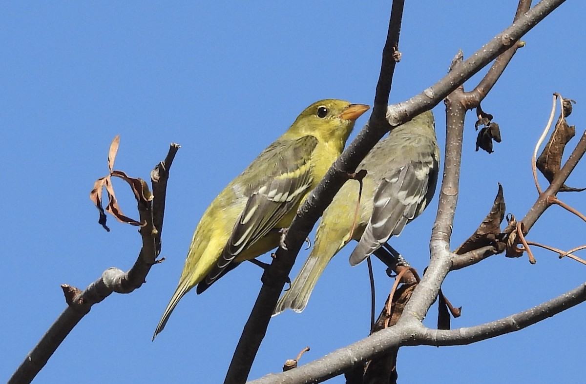 Western Tanager - ML624246372