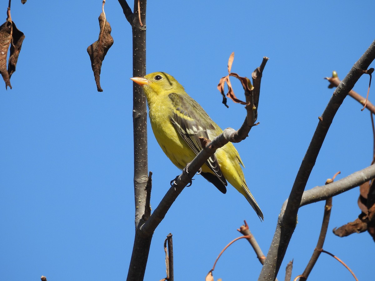 Western Tanager - ML624246373