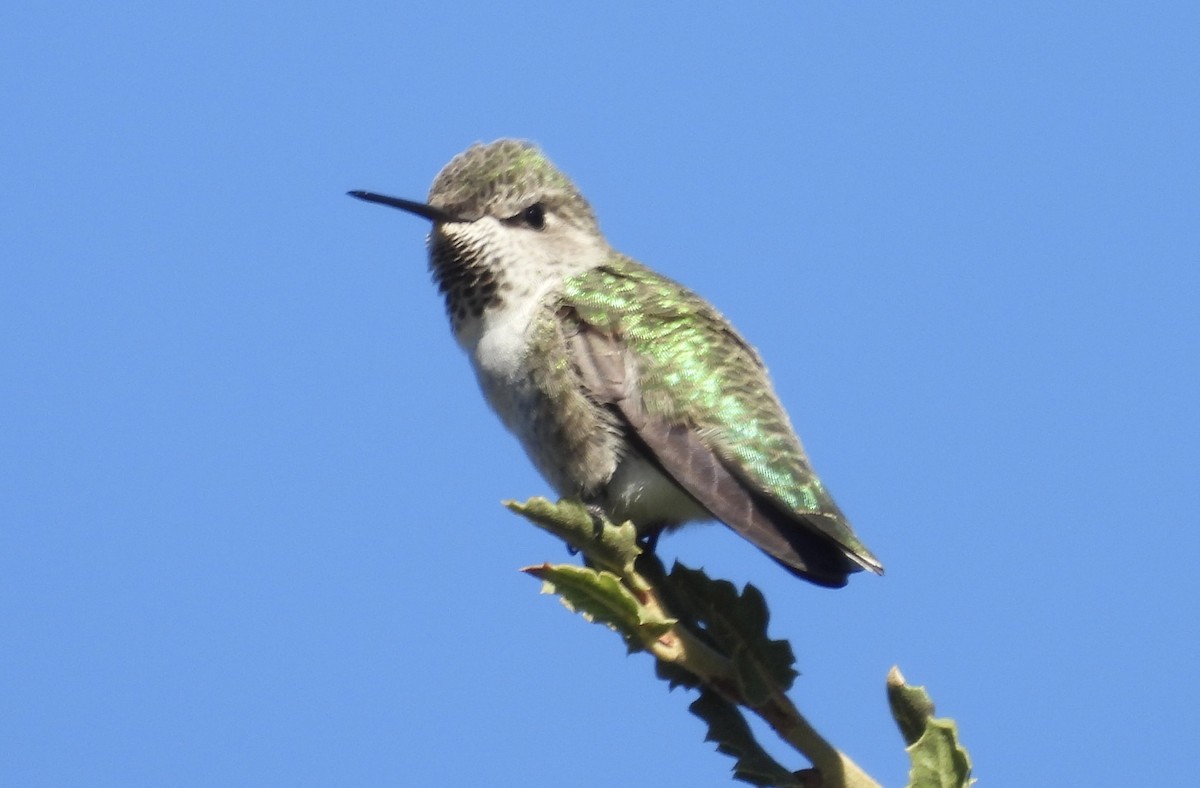 Anna's Hummingbird - ML624246378