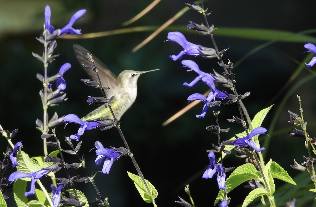 Anna's Hummingbird - ML624246379