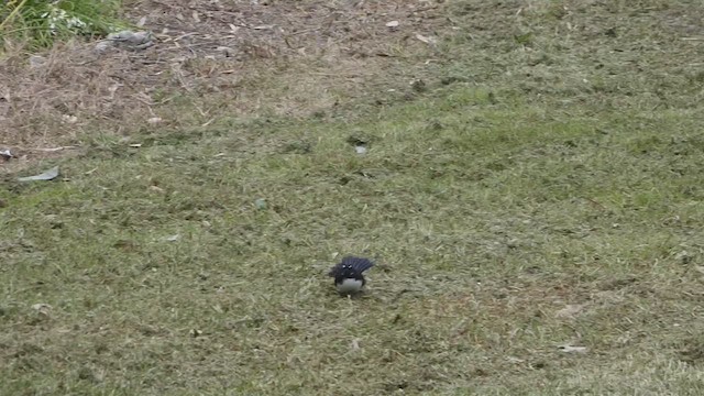 Willie-wagtail - ML624246383