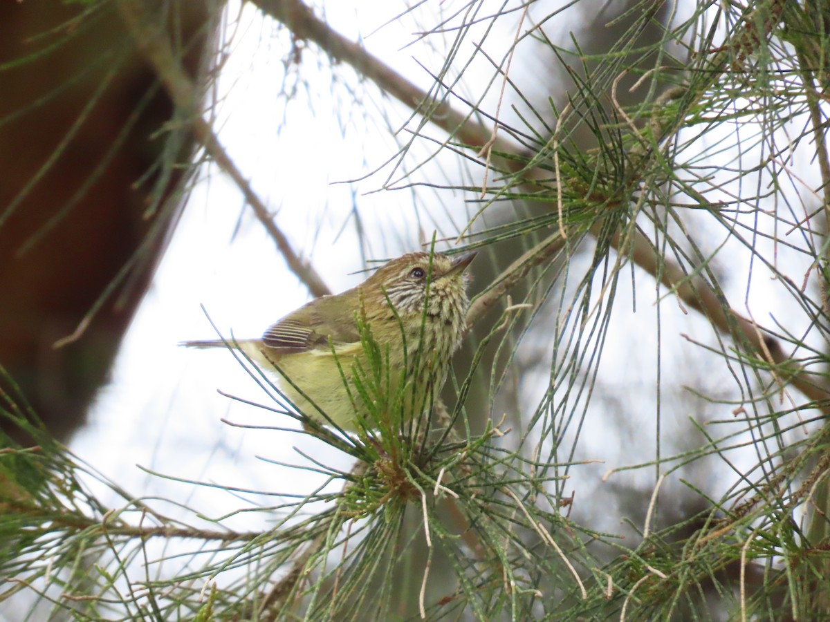 Striated Thornbill - ML624246387