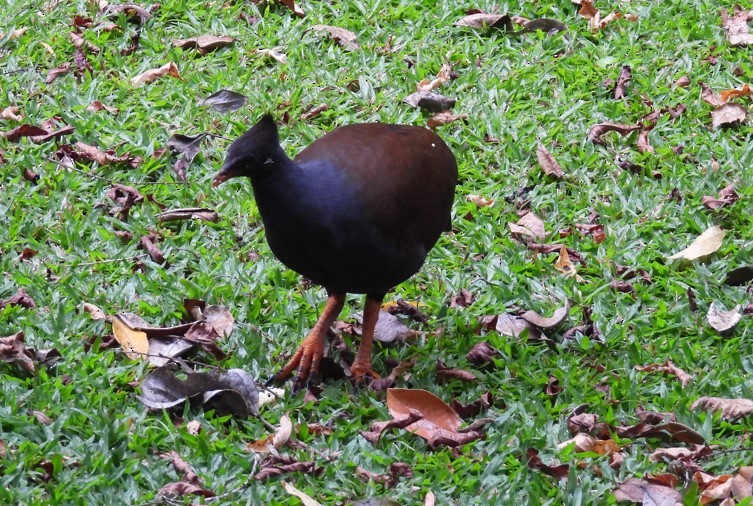 Orange-footed Megapode - ML624246412