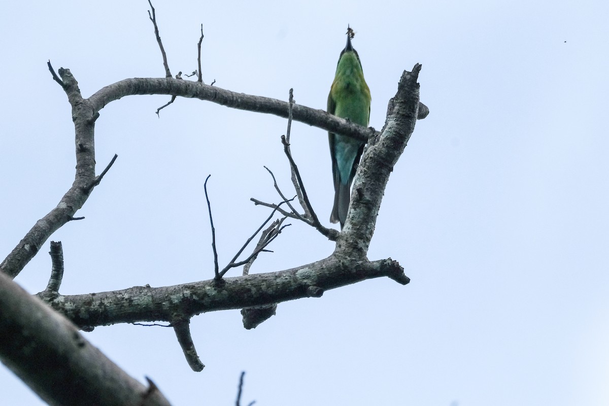 Rufous-crowned Bee-eater - Bea Monica Reyes