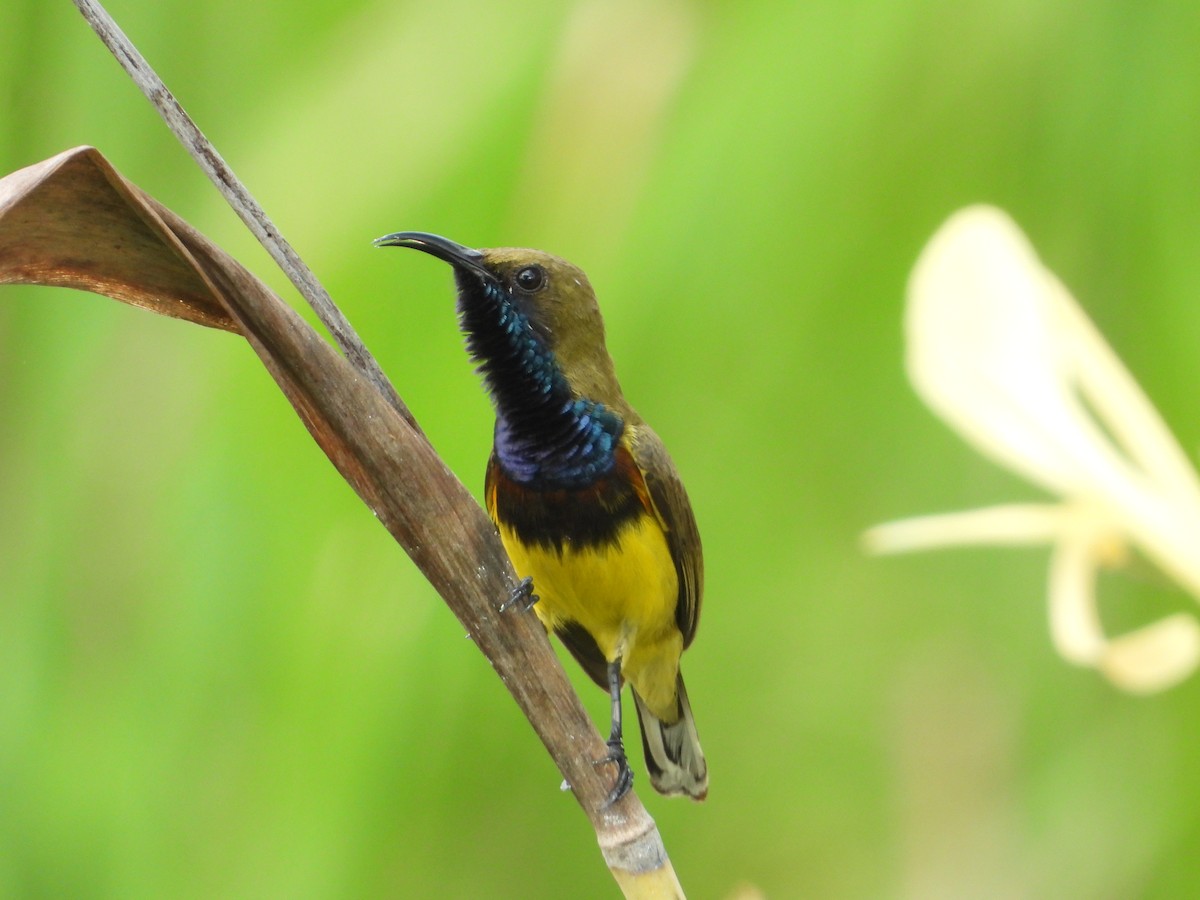 Ornate Sunbird - ML624246456