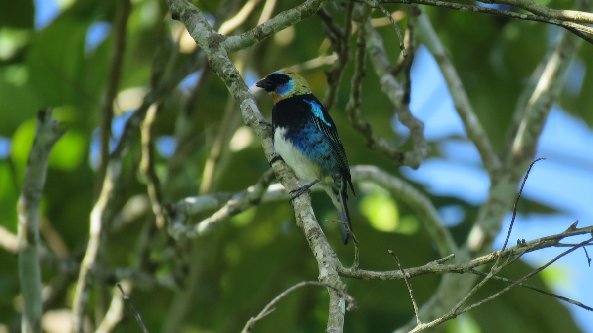 Golden-hooded Tanager - Rogers "Caribbean Naturalist" Morales