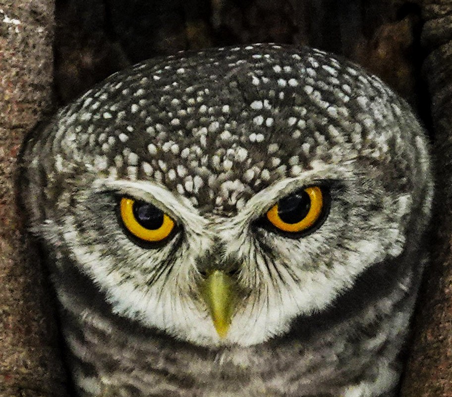 Spotted Owlet - ML624246469