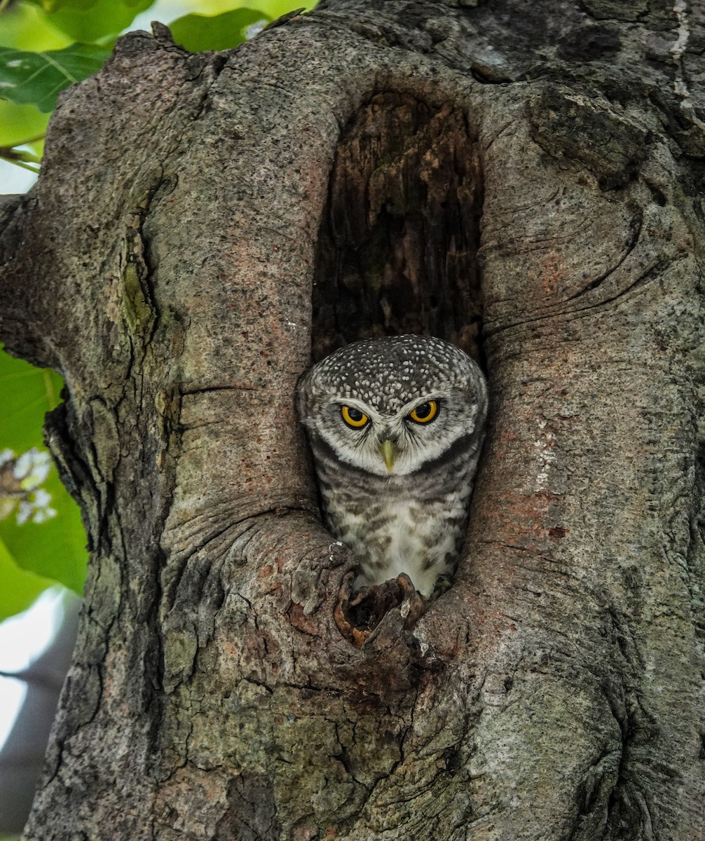 Spotted Owlet - ML624246471