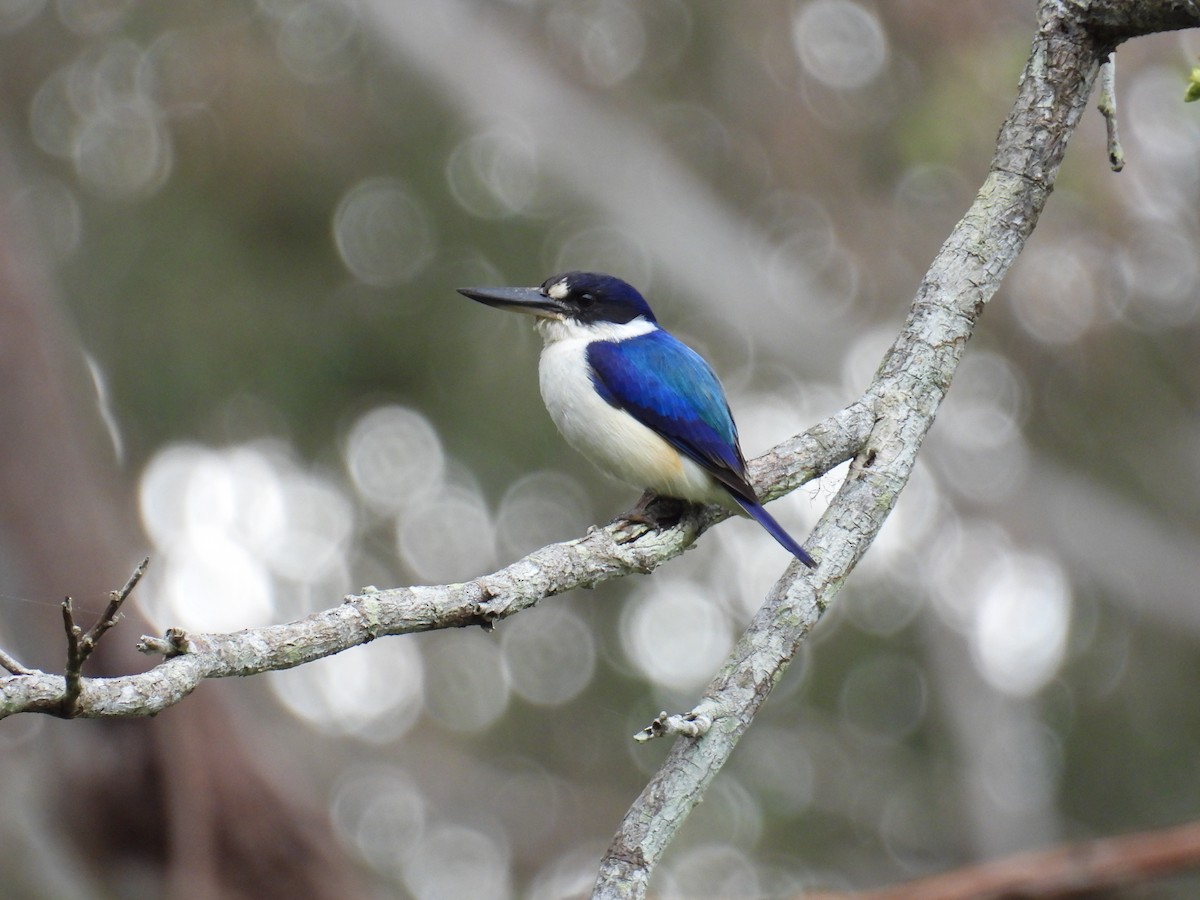 Forest Kingfisher - ML624246472