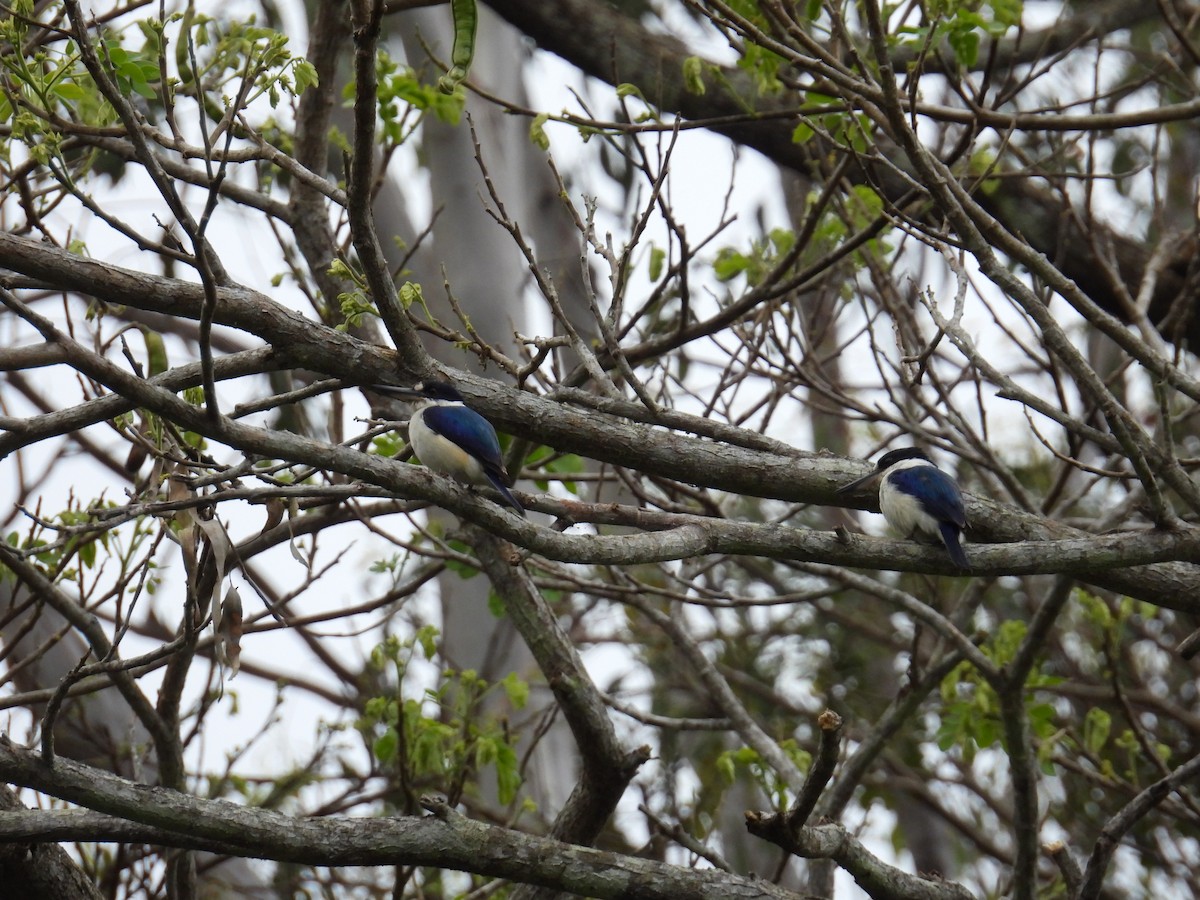 Forest Kingfisher - ML624246481