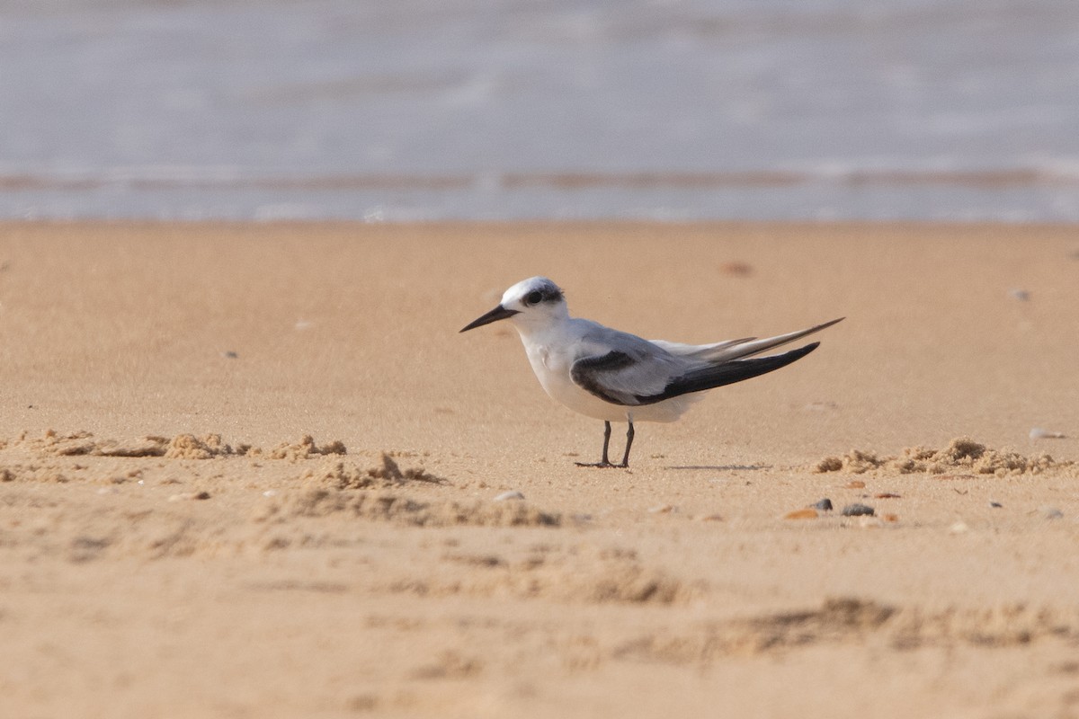 Saunders's Tern - Rumeth Jayasinghe