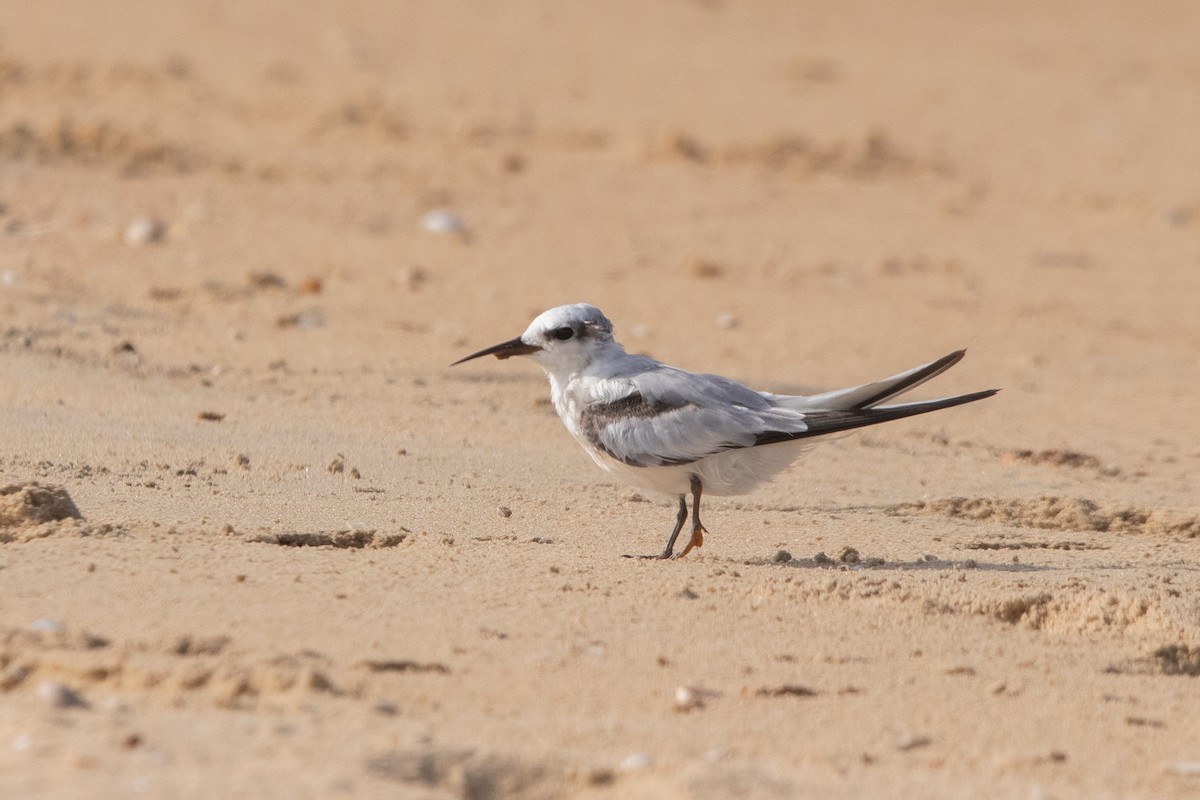 Saunders's Tern - Rumeth Jayasinghe