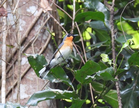 Spectacled Monarch - Kerry Vickers