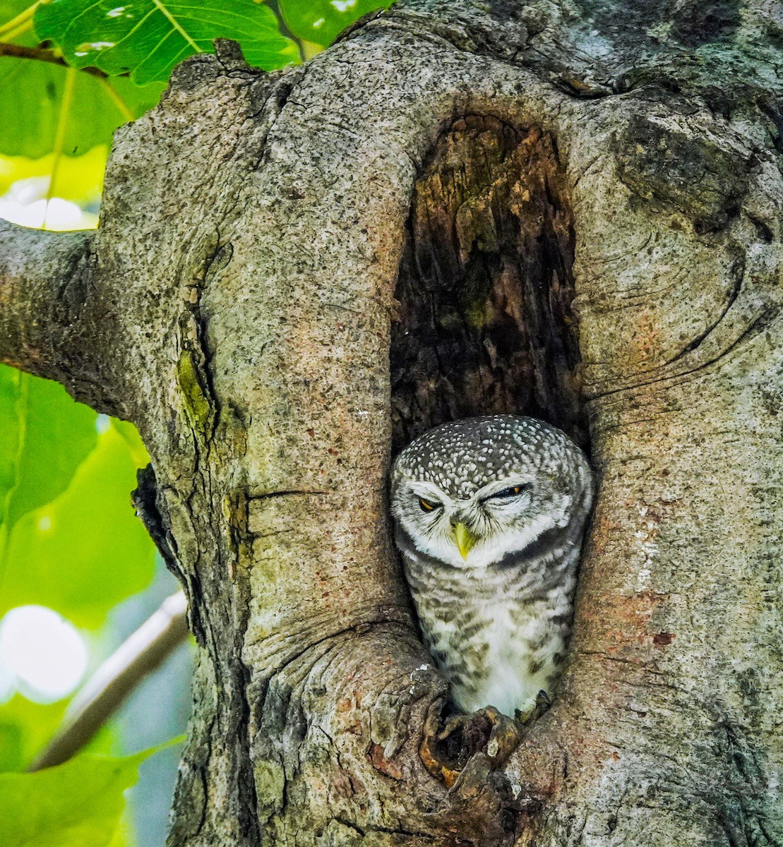 Spotted Owlet - ML624246567