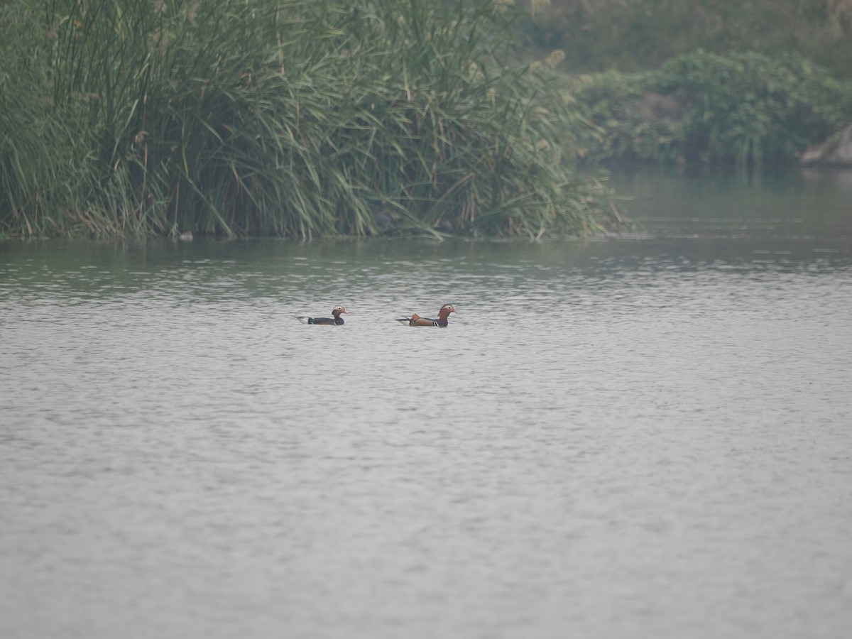 Mandarin Duck - ML624246579