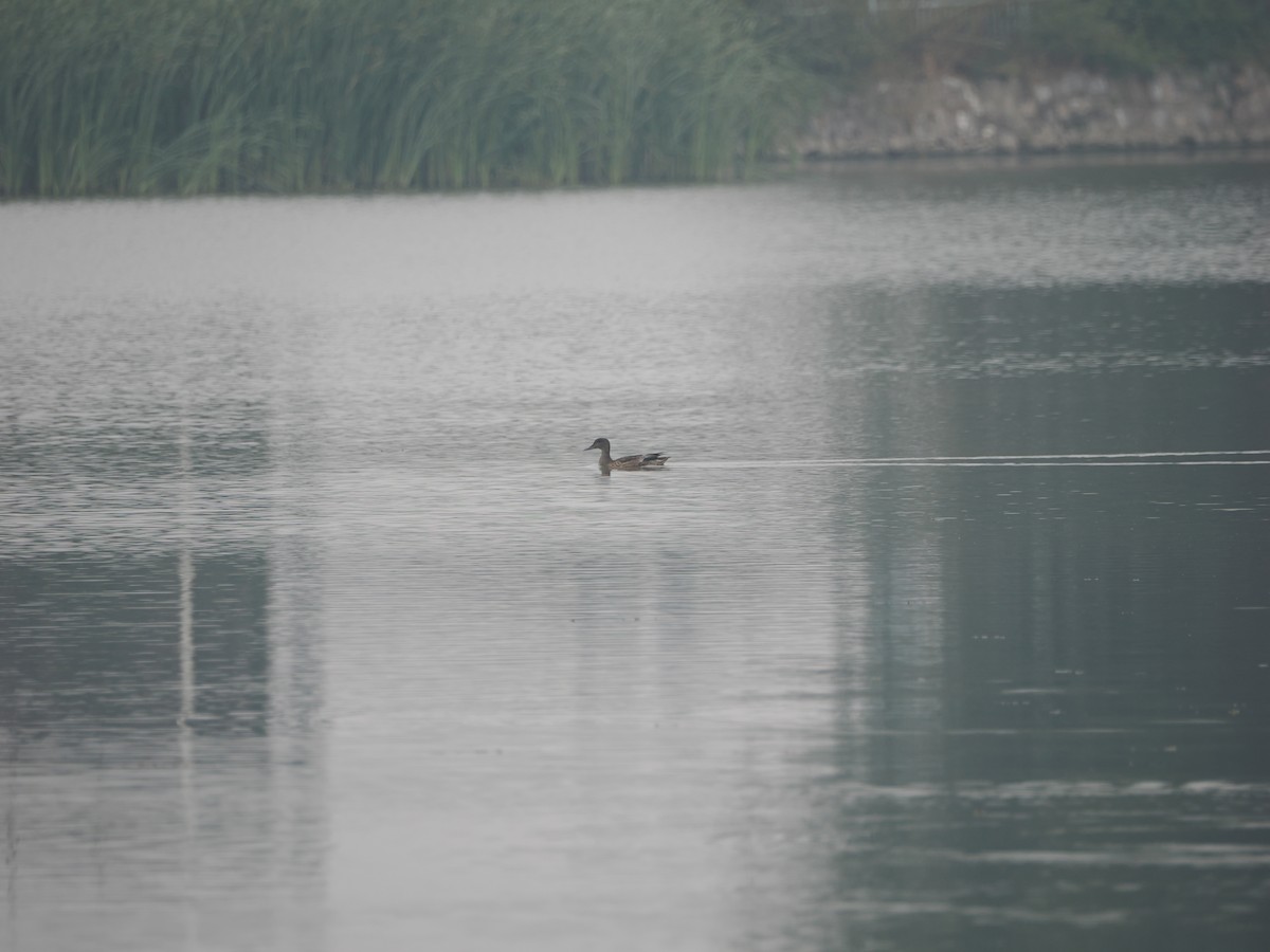 Falcated Duck - ML624246583