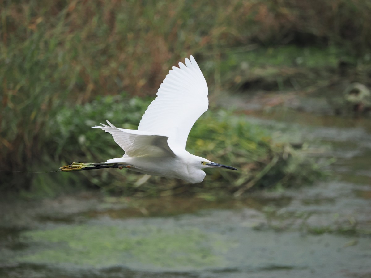 Little Egret - ML624246598