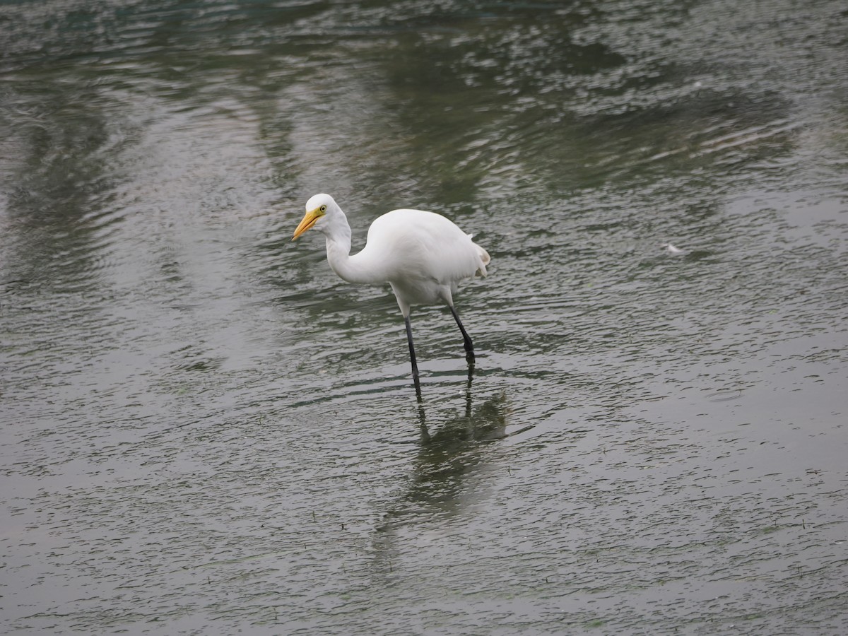 Medium Egret - ML624246605