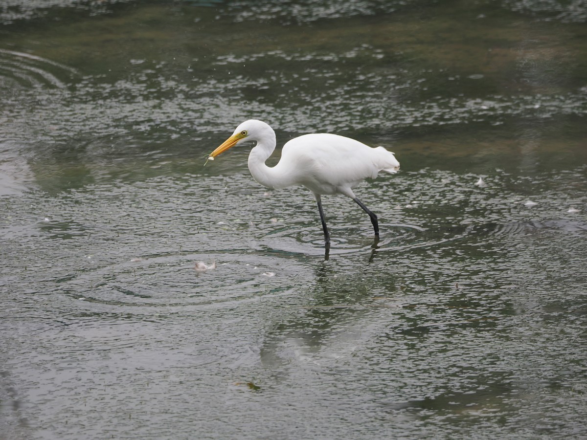 Medium Egret - ML624246606