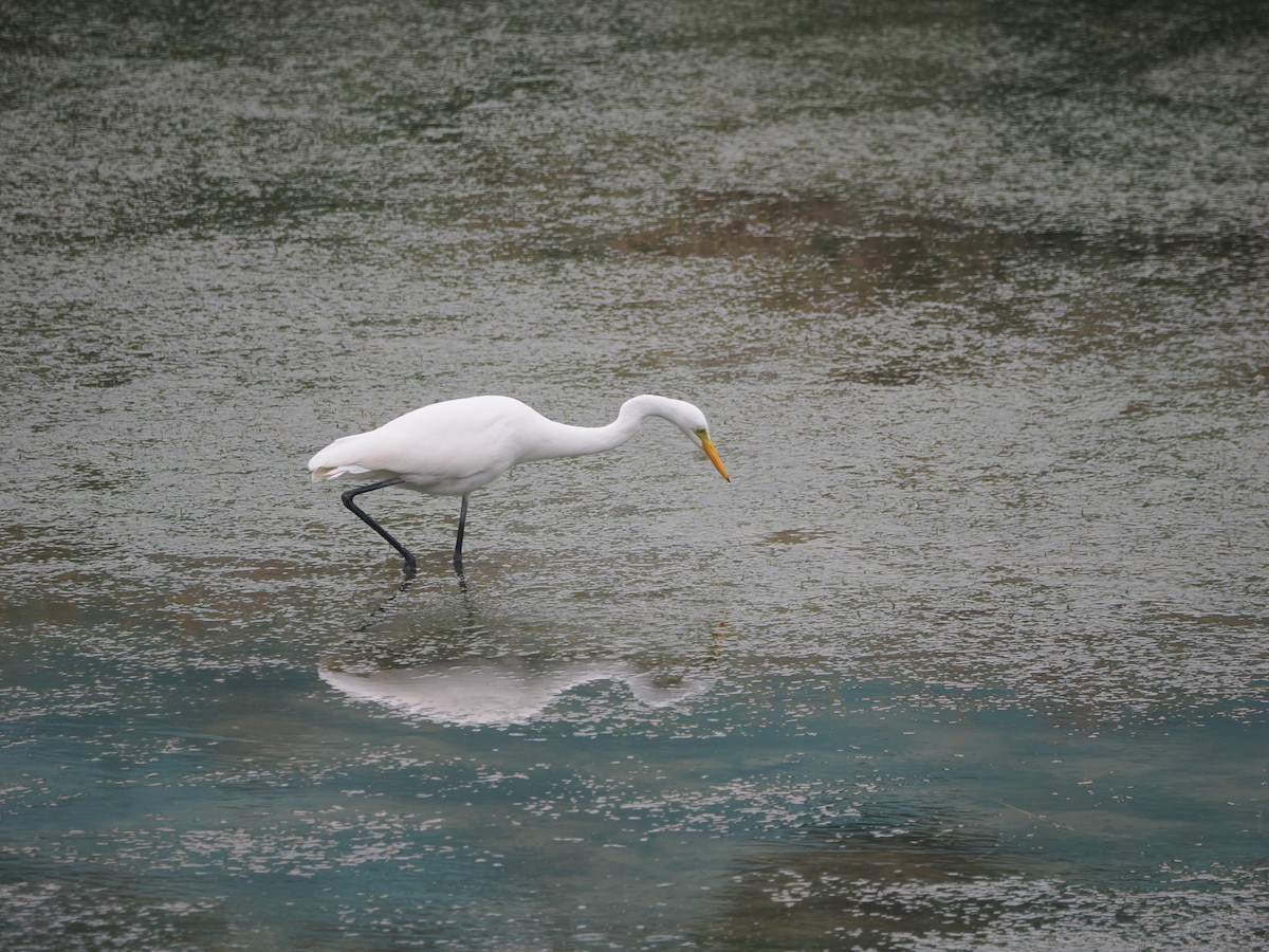 Medium Egret - ML624246607