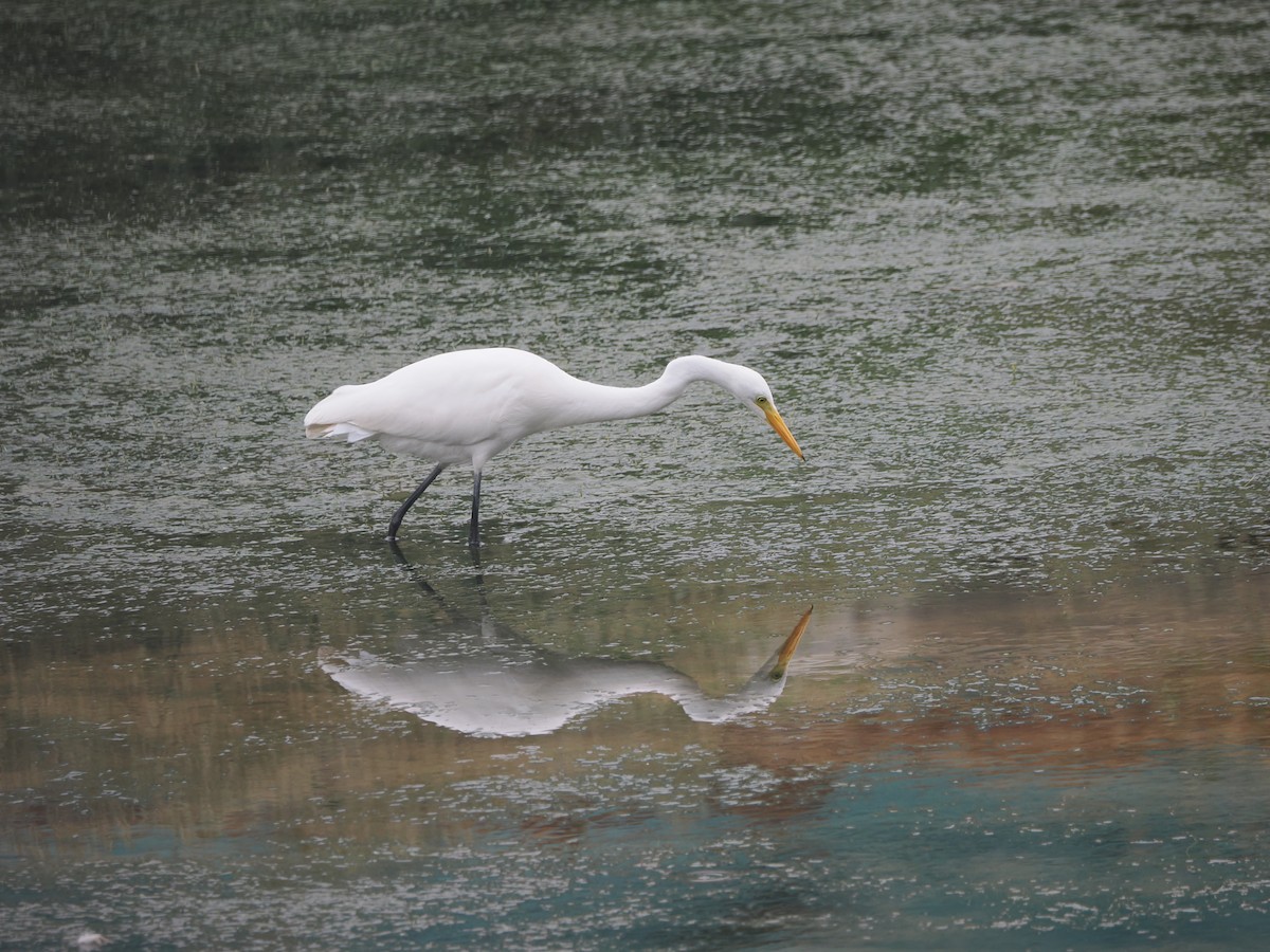 Medium Egret - ML624246610