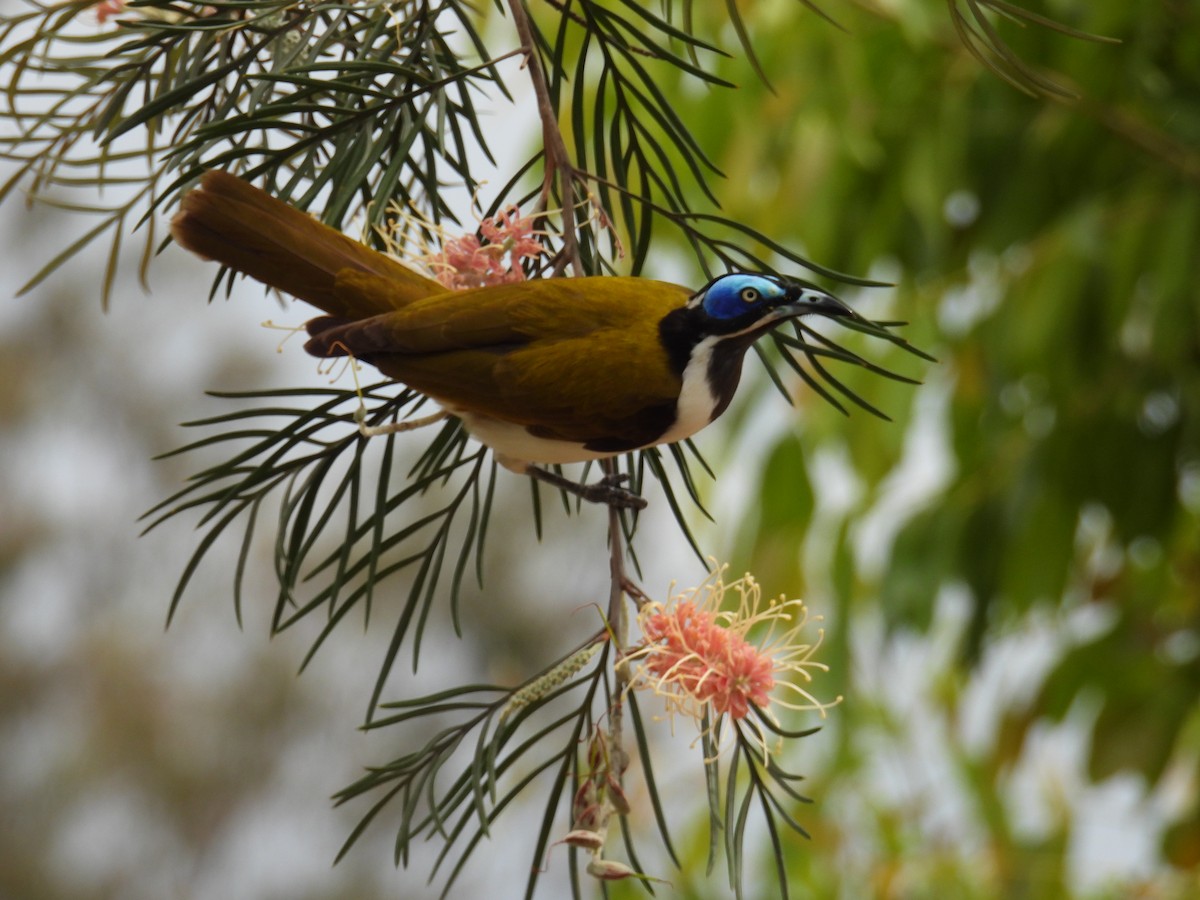 Blue-faced Honeyeater - ML624246630