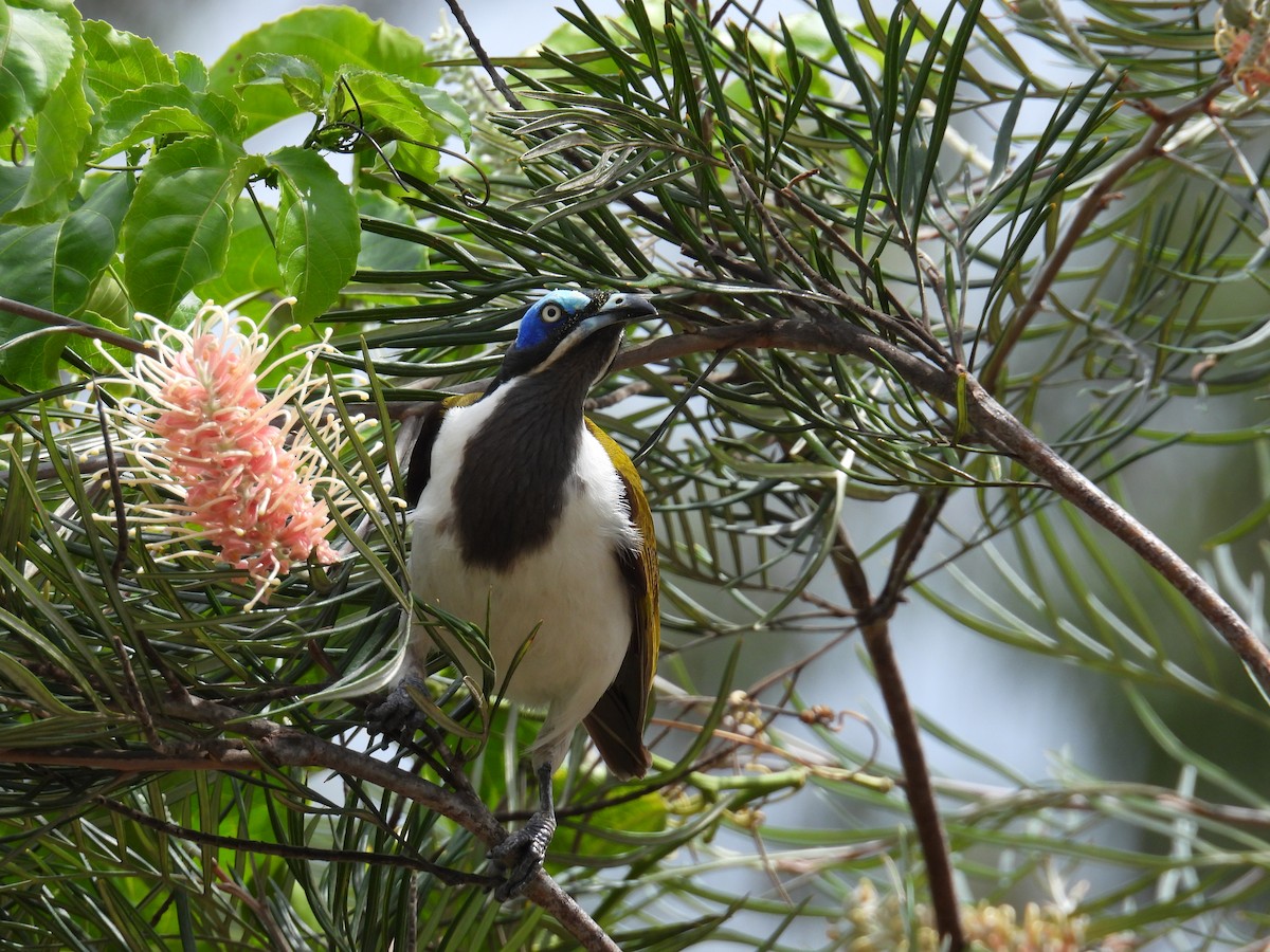 Blue-faced Honeyeater - ML624246632