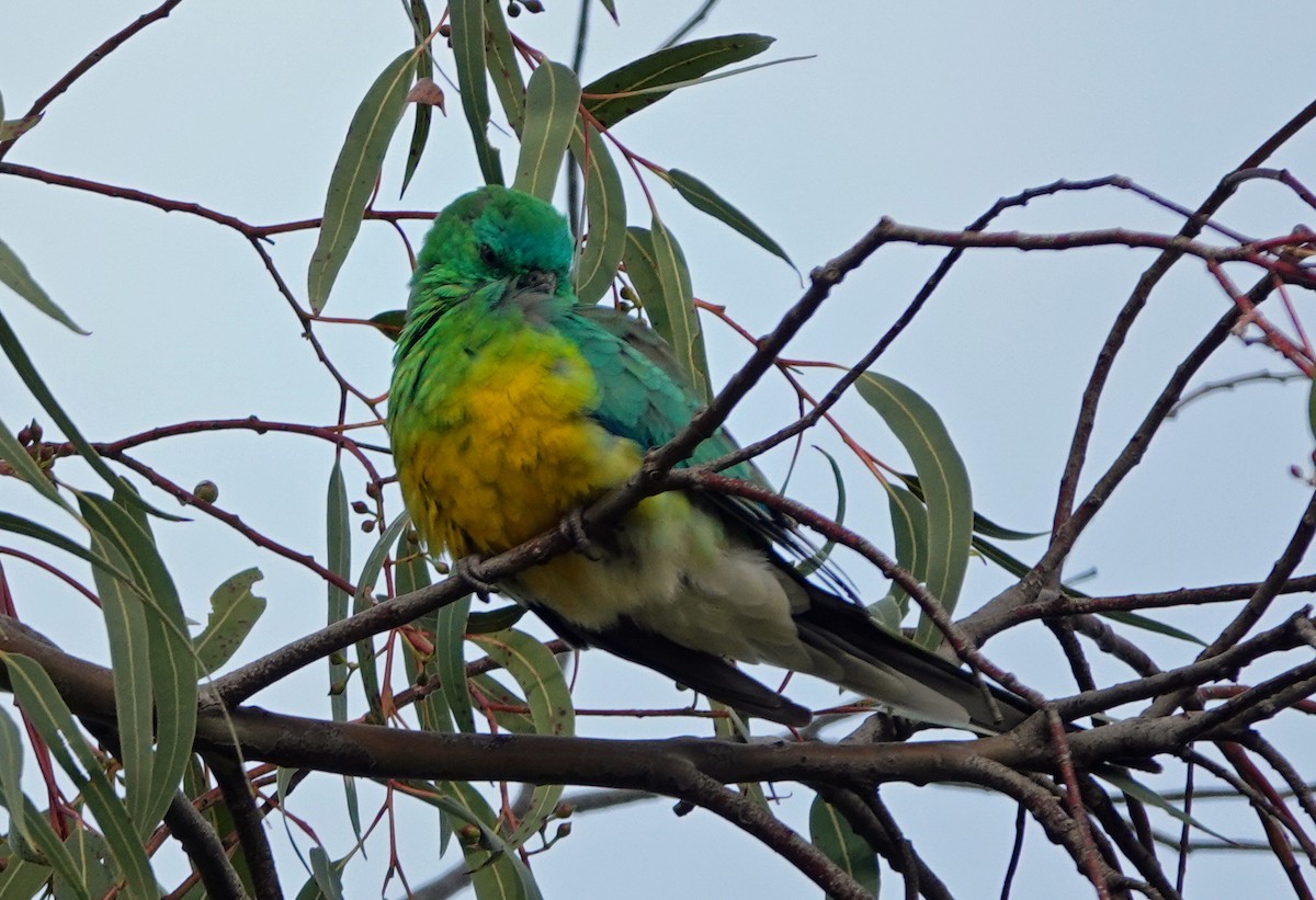 Red-rumped Parrot - ML624246673