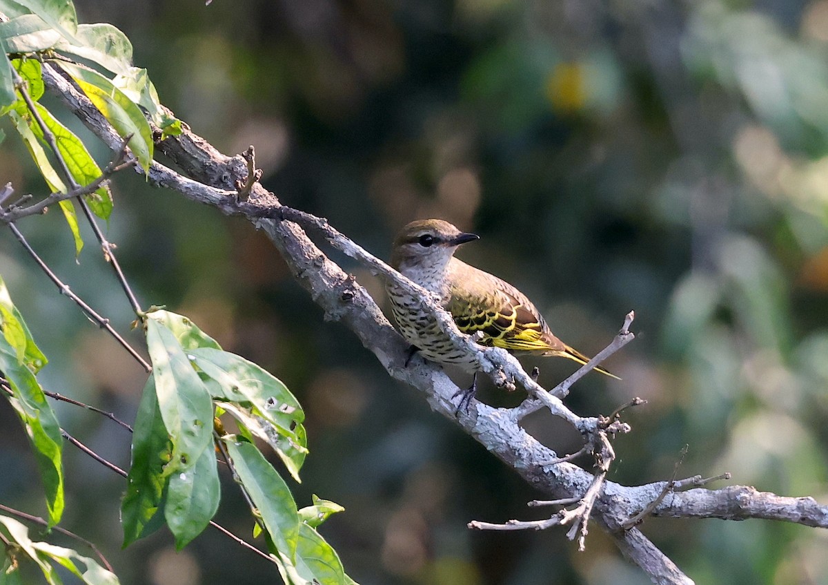 Black Cuckooshrike - ML624246687