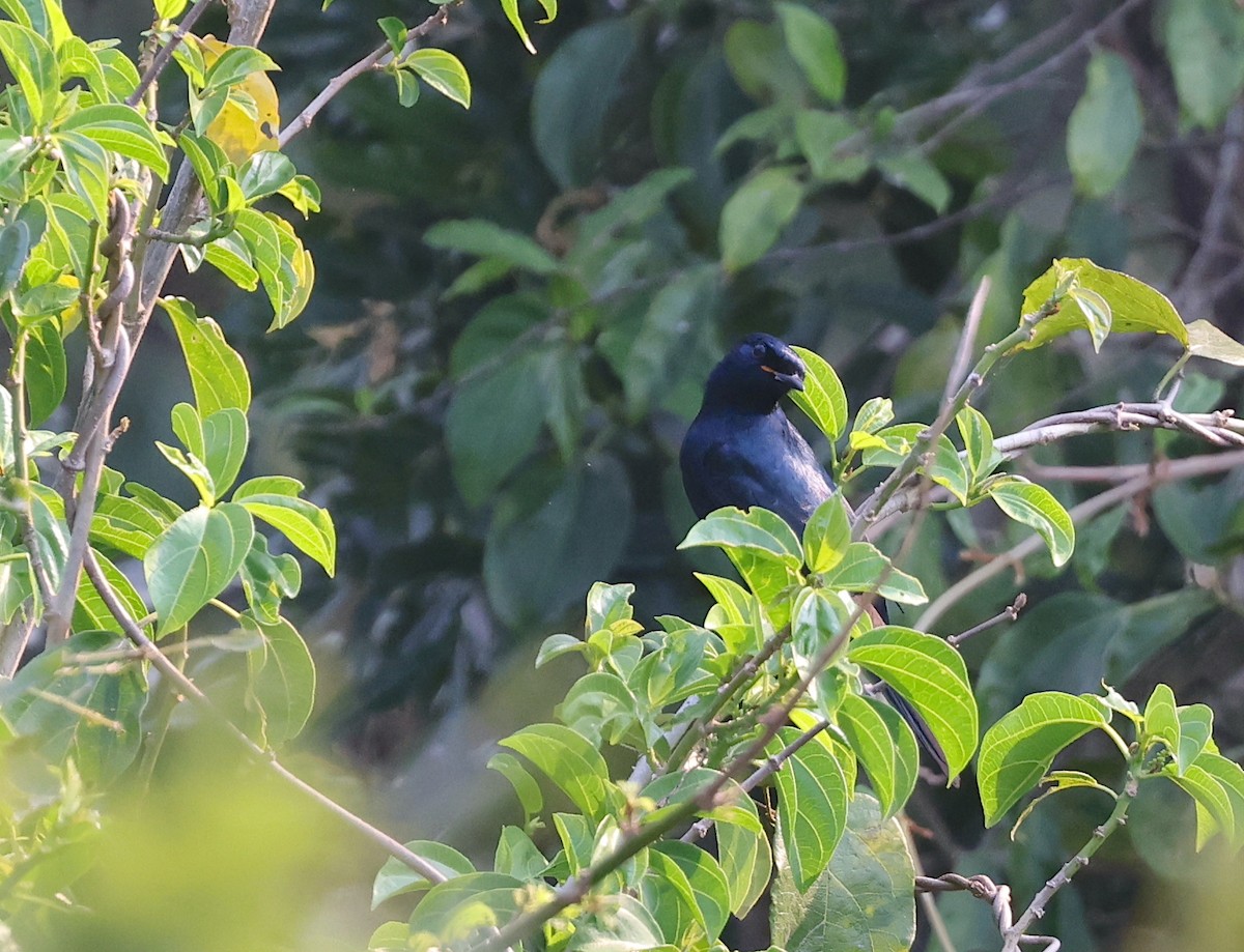 Black Cuckooshrike - ML624246688