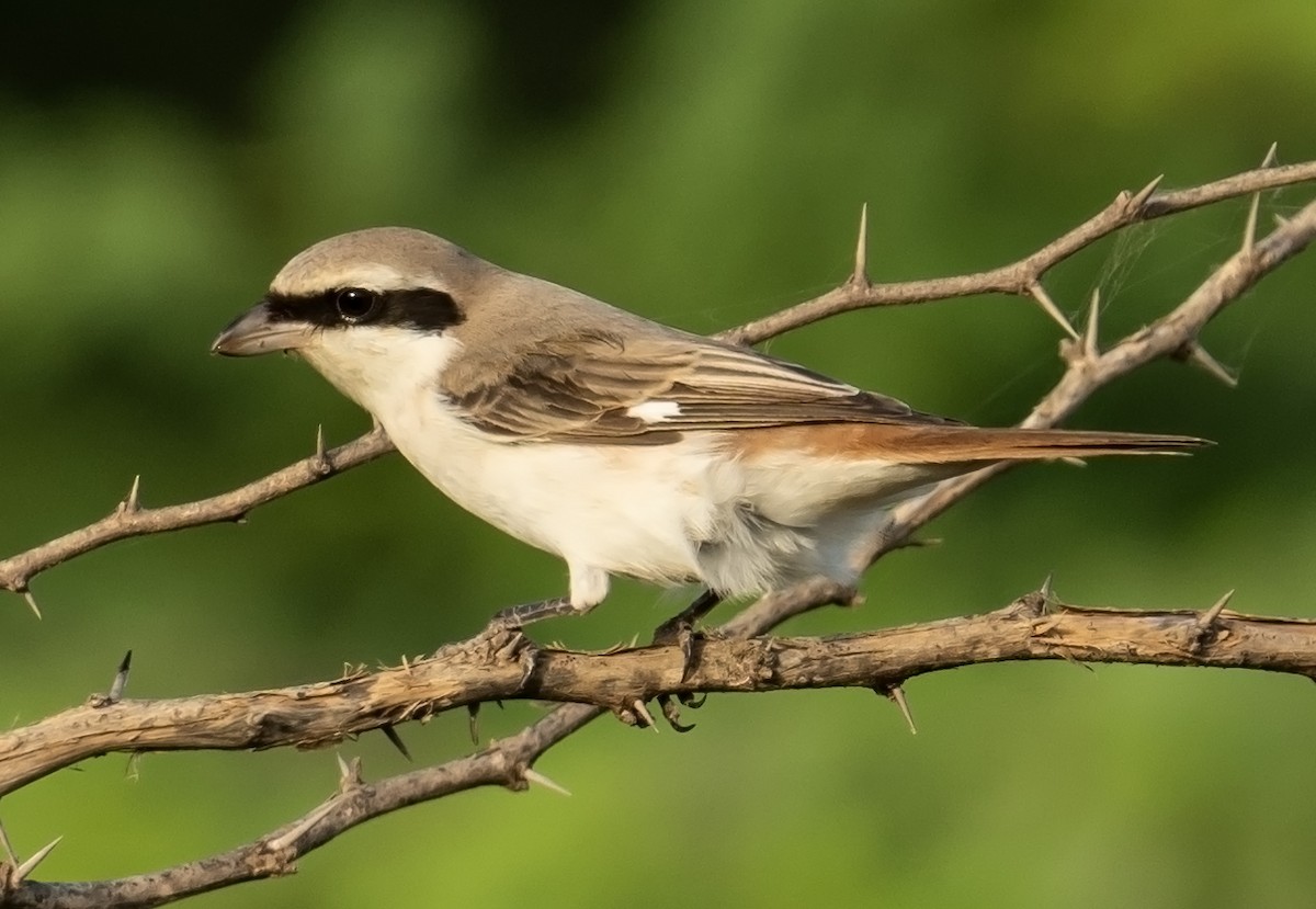 Red-tailed Shrike - ML624246731