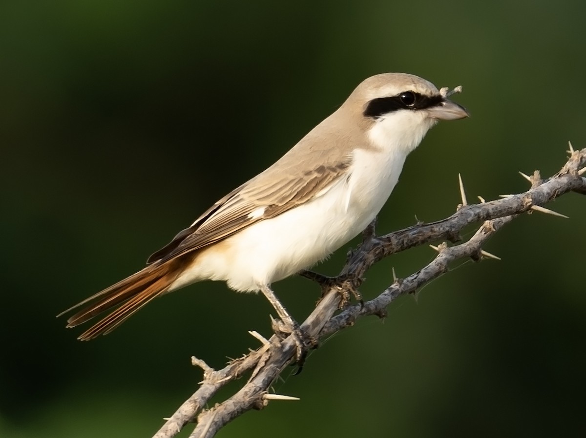 Red-tailed Shrike - ML624246732