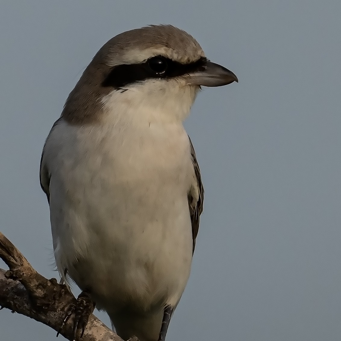 Red-tailed Shrike - ML624246733