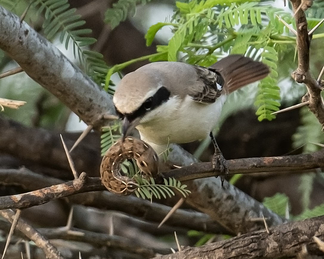 Red-tailed Shrike - ML624246734