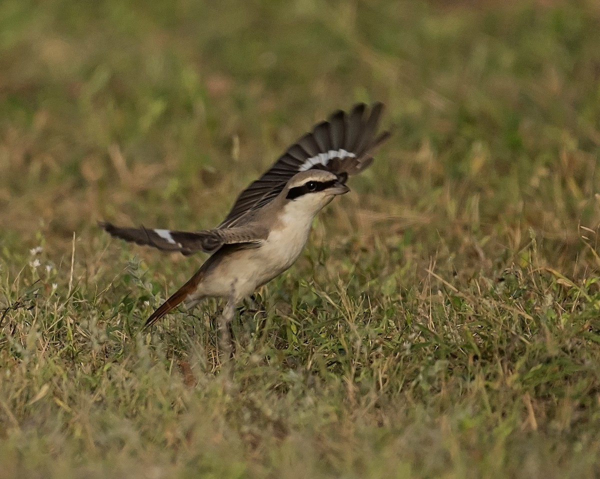 Red-tailed Shrike - ML624246735