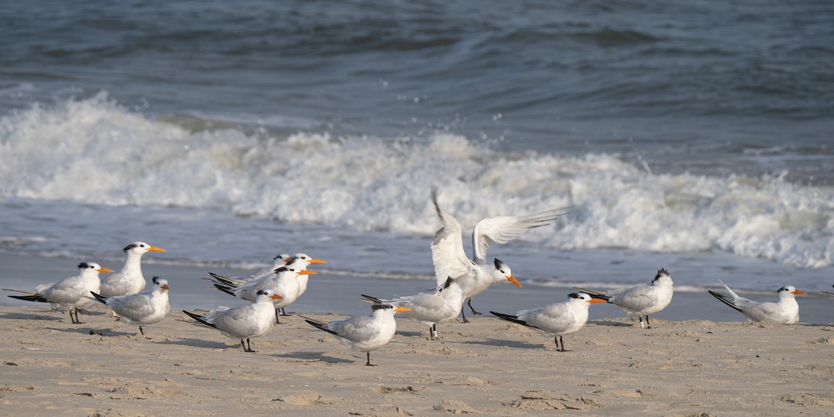 Royal Tern - Elizabeth Crouthamel