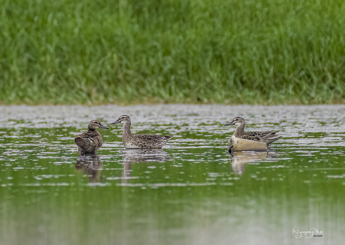 Garganey - ML624246767