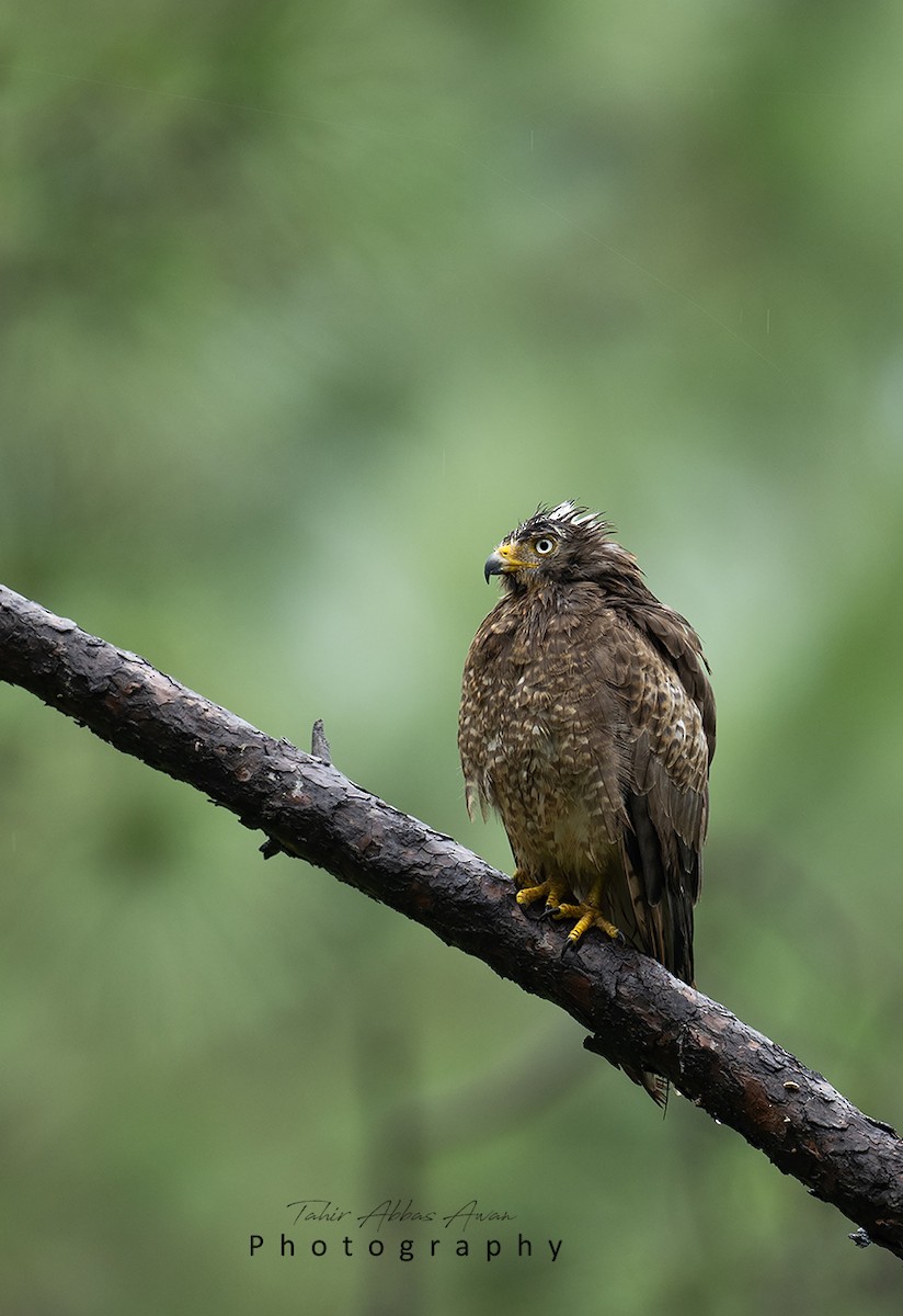 White-eyed Buzzard - ML624246789