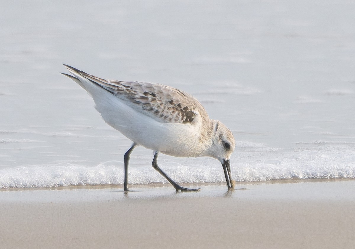 Sanderling - ML624246804