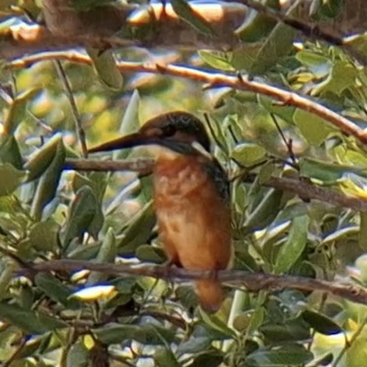 Common Kingfisher - James Martin