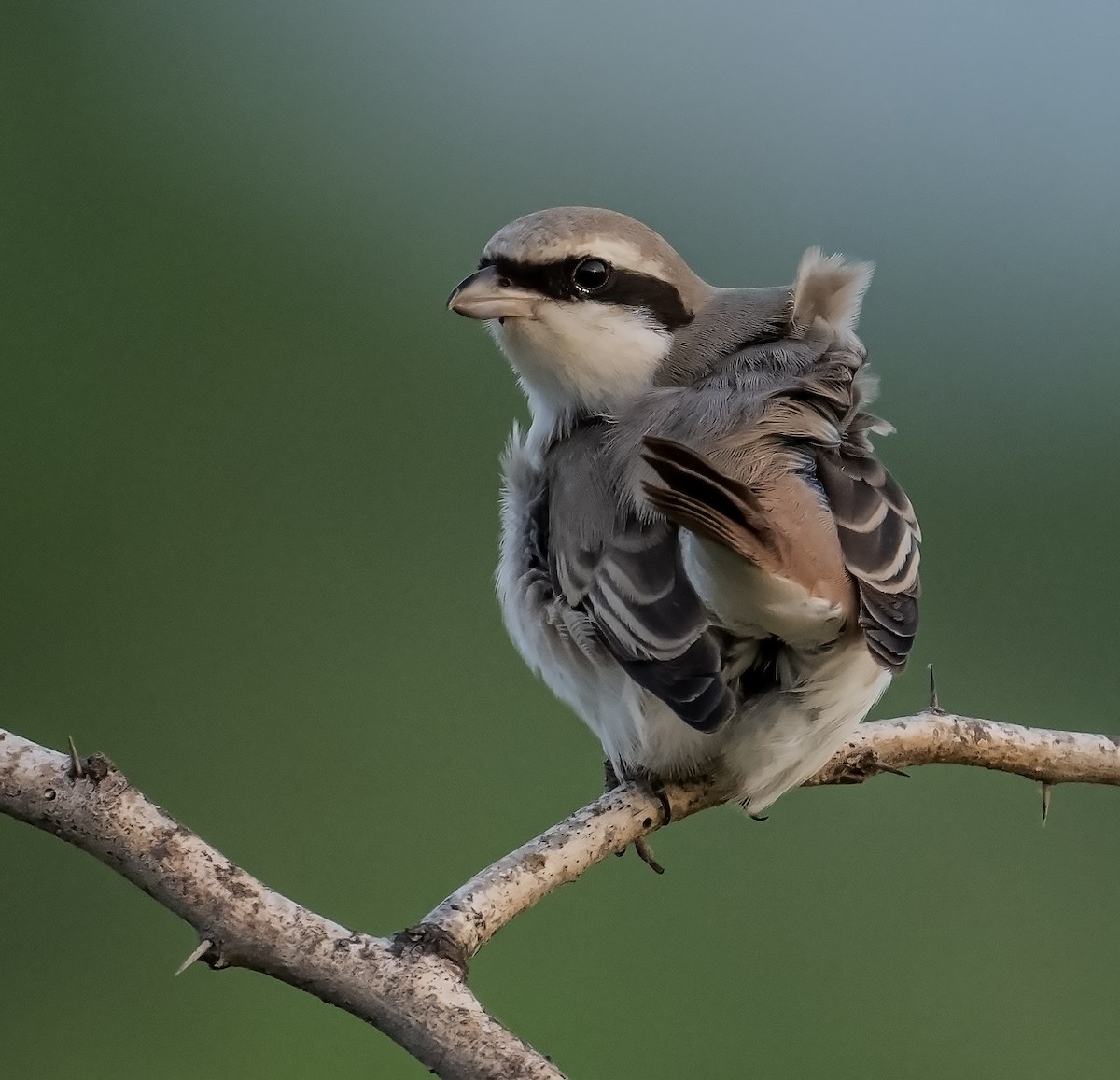 Red-tailed Shrike - ML624246809