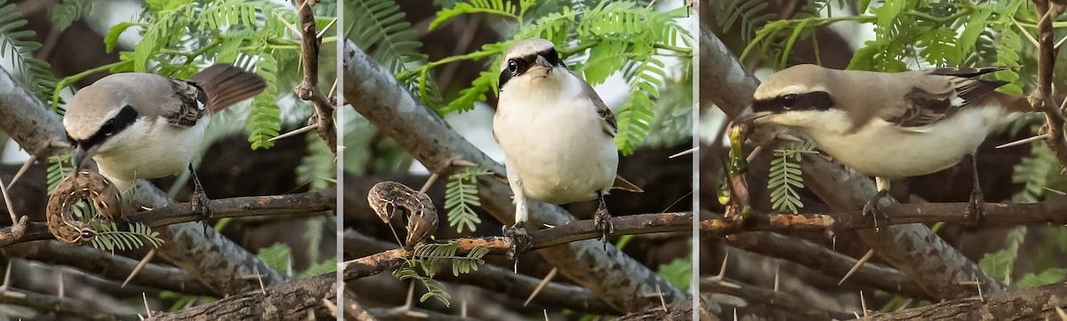 Red-tailed Shrike - ML624246810