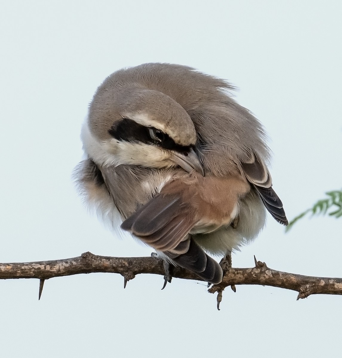 Red-tailed Shrike - ML624246811